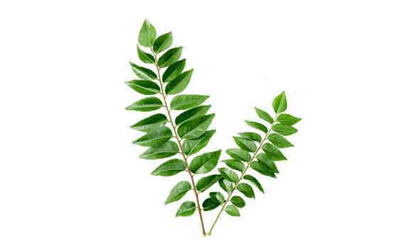 Curry leaves
