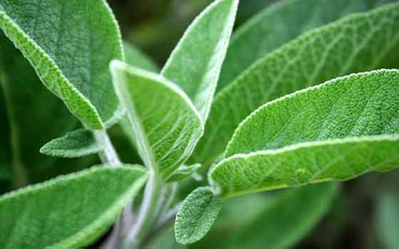 Sage water