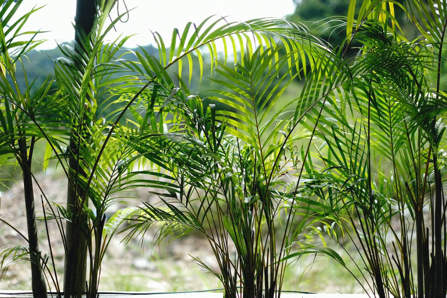 Area palm