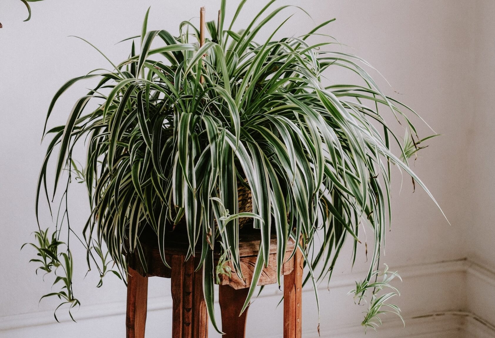 Spider Plant