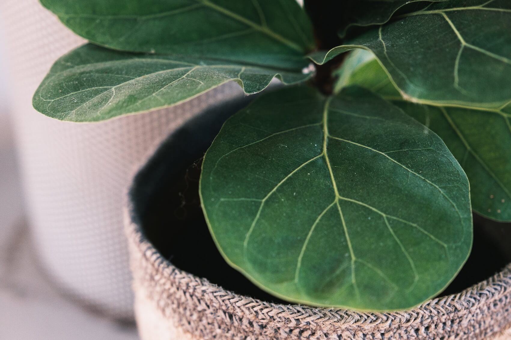 Fiddle Leaf Fig Plant