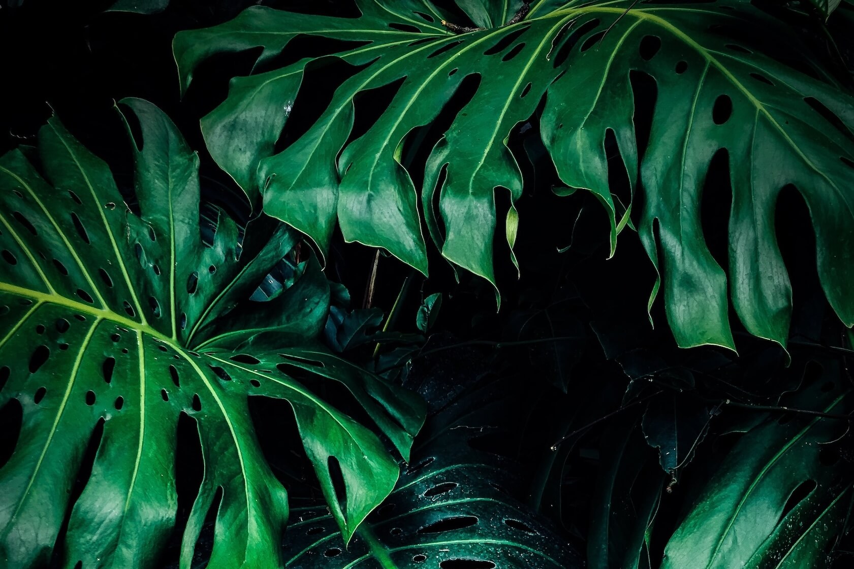 Monstera Adsonii Plant