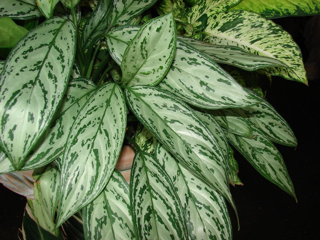 Chinese Evergreen Plant