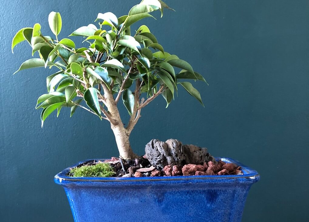 Weeping Fig