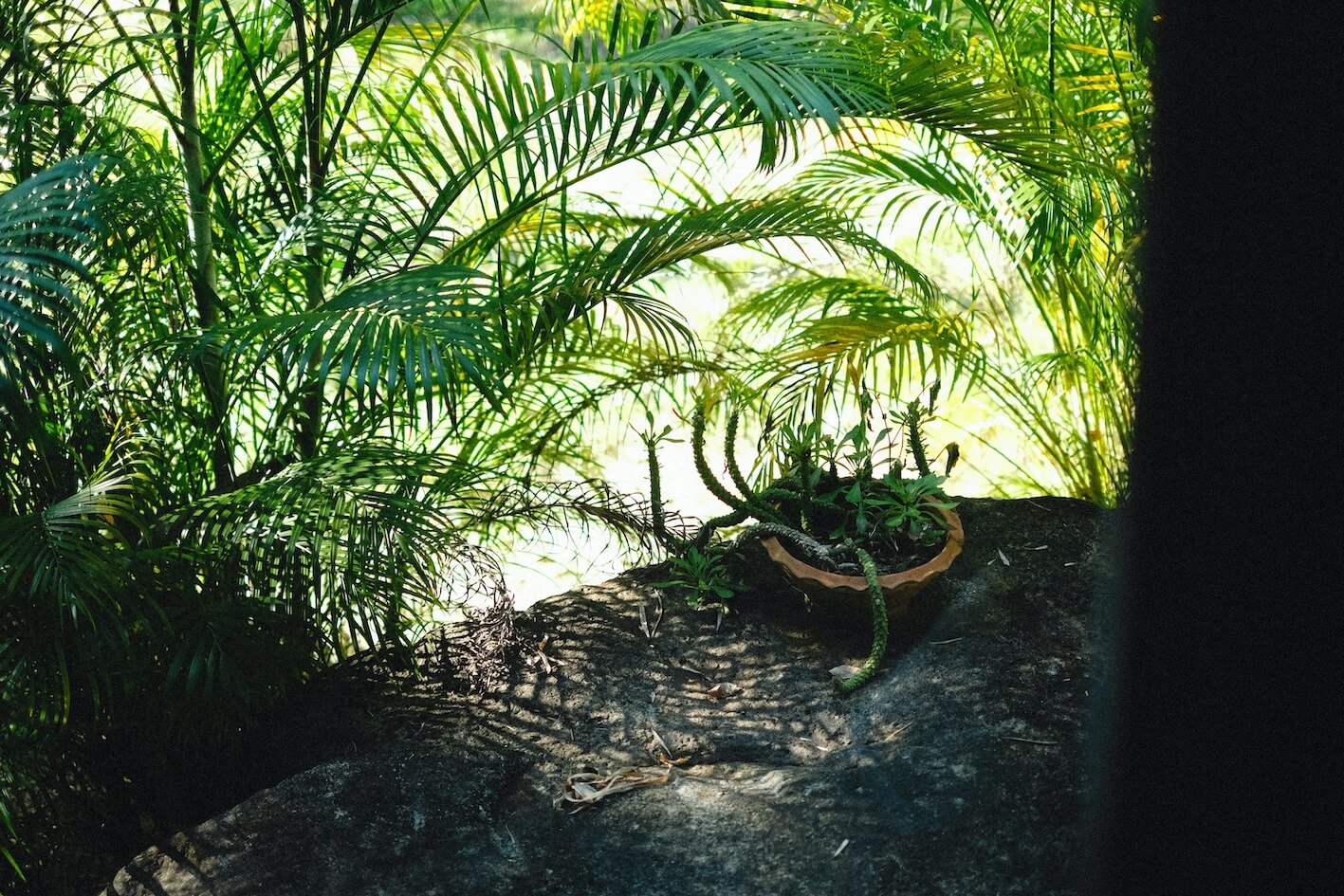 Bamboo Palm
