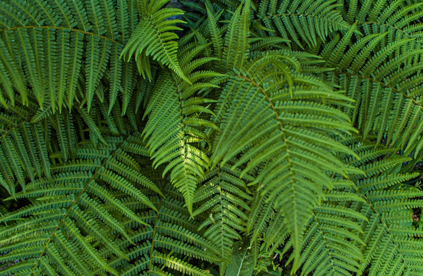 Boston Fern