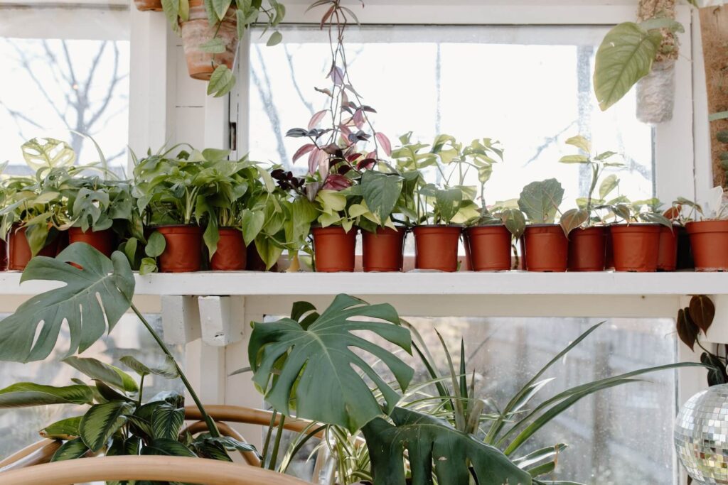 Best Air Purifying Indoor Plants for...