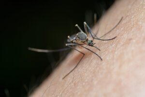 Mosquito-Borne Diseases: A Focus on Eastern...